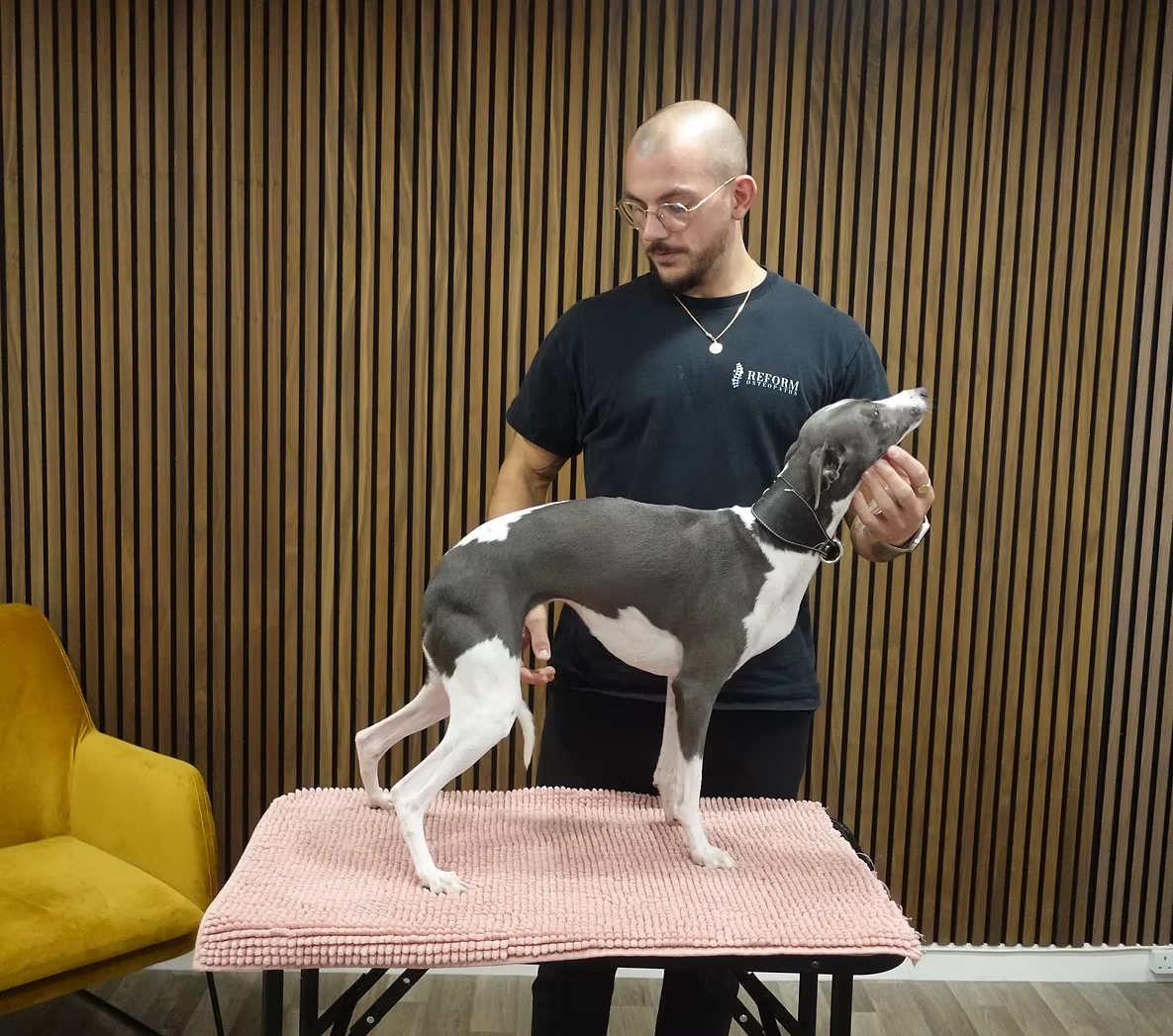 Patrick assessing a dog standing on a treatment table